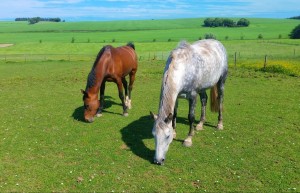 Epona Equestrian Equine Horses