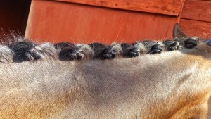 Equine and Equestrian Horse Pony Stables