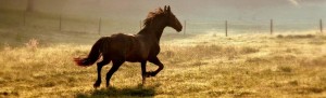 Epona Equestrian Equine Horses