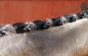 Equine and Equestrian Horse Pony Stables