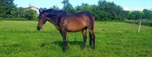 Horse Pony Equine