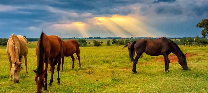 VET, PHYSIO & FARRIER VISITS